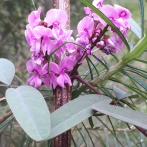 Indigofera australis subsp. australis at Acton, ACT - 23 Oct 2021