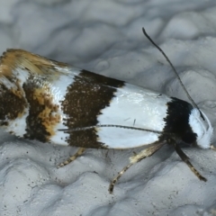 Euphiltra eroticella (A concealer moth) at Ainslie, ACT - 23 Oct 2021 by jb2602