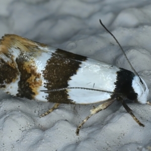 Euphiltra eroticella at Ainslie, ACT - 23 Oct 2021 10:08 PM