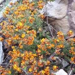 Pultenaea procumbens (Bush Pea) at Acton, ACT - 23 Oct 2021 by abread111