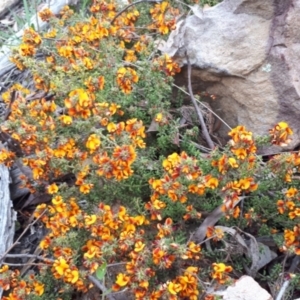 Pultenaea procumbens at Acton, ACT - 23 Oct 2021