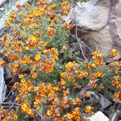 Pultenaea procumbens (Bush Pea) at Acton, ACT - 23 Oct 2021 by abread111