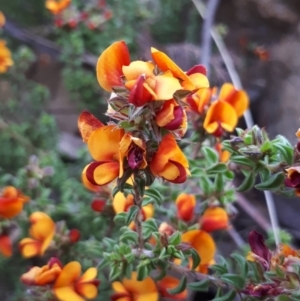 Pultenaea procumbens at Acton, ACT - 23 Oct 2021