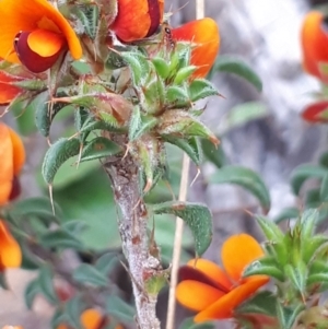 Pultenaea procumbens at Acton, ACT - 23 Oct 2021