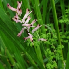 Fumaria bastardii (Bastard Fumitory) at Molonglo Valley, ACT - 23 Oct 2021 by drakes