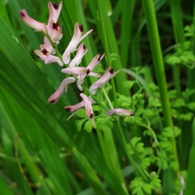 Fumaria bastardii (Bastard Fumitory) at Molonglo Valley, ACT - 23 Oct 2021 by drakes