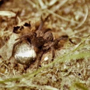 Lycosidae (family) at Jerrabomberra, NSW - 25 Oct 2021