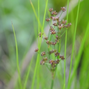 Juncus articulatus subsp. articulatus at Wamboin, NSW - 21 Nov 2020