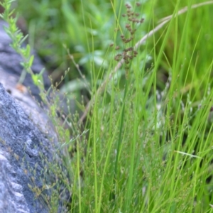 Juncus articulatus subsp. articulatus at Wamboin, NSW - 21 Nov 2020