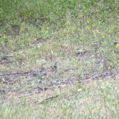 Stagonopleura guttata (Diamond Firetail) at Mitiamo, VIC - 23 Oct 2021 by Darcy