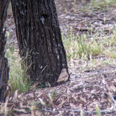 Climacteris picumnus (Brown Treecreeper) at Mitiamo, VIC - 23 Oct 2021 by Darcy