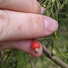 Exocarpos cupressiformis (Cherry Ballart) at Mitiamo, VIC - 23 Oct 2021 by Darcy