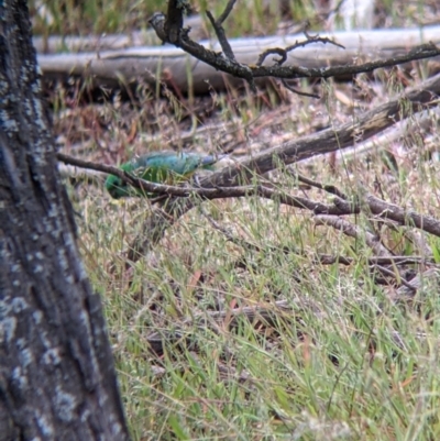 Psephotus haematonotus (Red-rumped Parrot) at Mitiamo, VIC - 23 Oct 2021 by Darcy