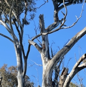 Callocephalon fimbriatum at Hackett, ACT - 26 Oct 2021