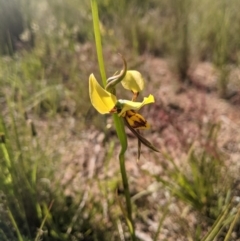 Diuris sulphurea (Tiger Orchid) at Nanima, NSW - 26 Oct 2021 by Miko