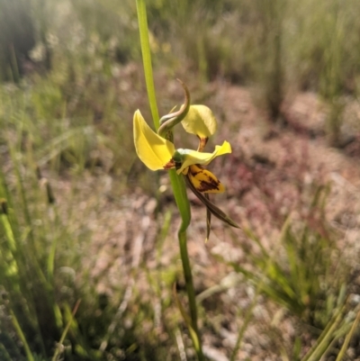 Diuris sulphurea (Tiger Orchid) at Nanima, NSW - 26 Oct 2021 by Miko