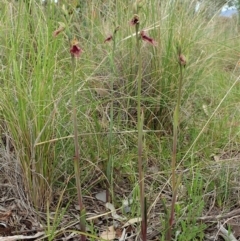 Calochilus platychilus at Cook, ACT - 21 Oct 2021