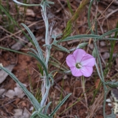 Convolvulus angustissimus subsp. angustissimus (Australian Bindweed) at Mitiamo, VIC - 23 Oct 2021 by Darcy