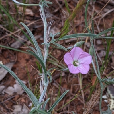 Convolvulus angustissimus subsp. angustissimus (Australian Bindweed) at Mitiamo, VIC - 23 Oct 2021 by Darcy