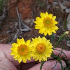 Xerochrysum viscosum (Sticky Everlasting) at Mitiamo, VIC - 23 Oct 2021 by Darcy