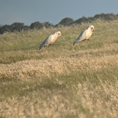 Cacatua tenuirostris (Long-billed Corella) at Jungaburra, VIC - 23 Oct 2021 by Darcy