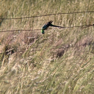 Psephotus haematonotus (Red-rumped Parrot) at Terrick Terrick, VIC - 23 Oct 2021 by Darcy