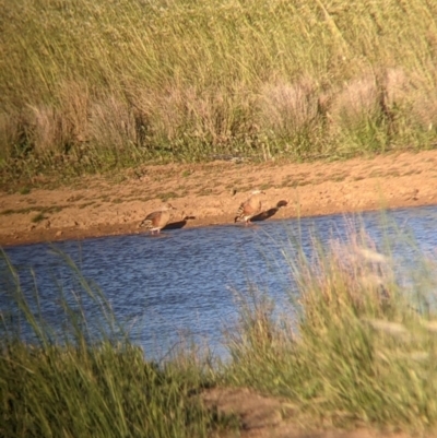 Dendrocygna eytoni (Plumed Whistling-Duck) at Terrick Terrick, VIC - 23 Oct 2021 by Darcy