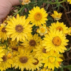 Xerochrysum bracteatum (Golden Everlasting) at Pyramid Hill, VIC - 23 Oct 2021 by Darcy