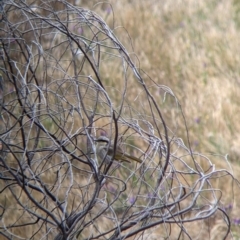 Gavicalis virescens (Singing Honeyeater) at Pyramid Hill, VIC - 23 Oct 2021 by Darcy