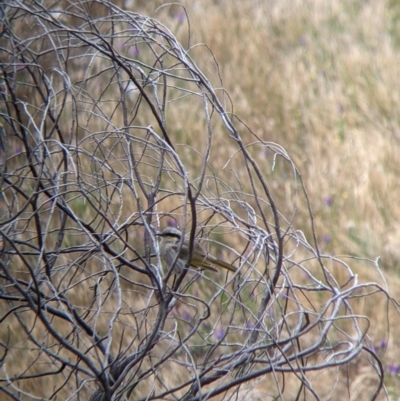 Gavicalis virescens (Singing Honeyeater) at Pyramid Hill, VIC - 23 Oct 2021 by Darcy