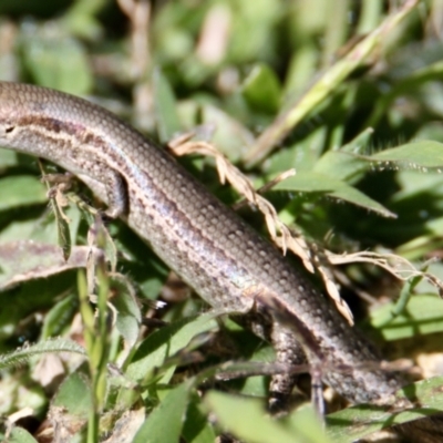 Lampropholis guichenoti (Common Garden Skink) at Springdale Heights, NSW - 25 Oct 2021 by PaulF