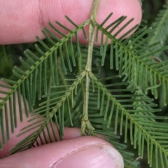 Acacia deanei subsp. paucijuga (Green Wattle) at Pyramid Hill, VIC - 23 Oct 2021 by Darcy