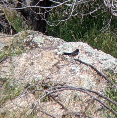 Rhipidura leucophrys (Willie Wagtail) at Pyramid Hill, VIC - 23 Oct 2021 by Darcy