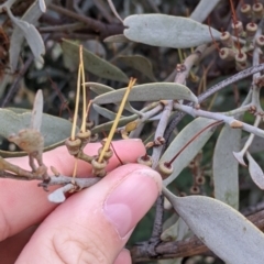 Amyema quandang var. quandang (Grey Mistletoe) at Pyramid Hill, VIC - 23 Oct 2021 by Darcy