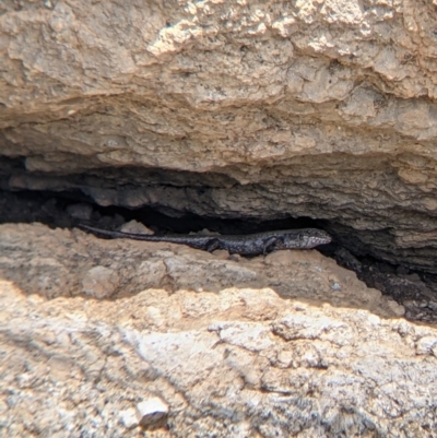 Egernia striolata at Pyramid Hill, VIC - 23 Oct 2021 by Darcy