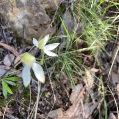 Caladenia sp. (A Caladenia) at Molonglo Valley, ACT - 26 Oct 2021 by Jenny54