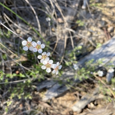 Leptospermum (genus) (Tea Tree) at Molonglo Valley, ACT - 26 Oct 2021 by Jenny54