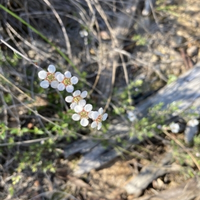 Leptospermum sp. (Tea Tree) at Molonglo Valley, ACT - 25 Oct 2021 by Jenny54