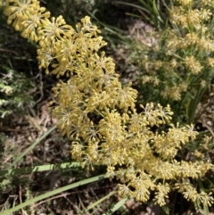 Lomandra multiflora (Many-flowered Matrush) at Molonglo Valley, ACT - 26 Oct 2021 by Jenny54