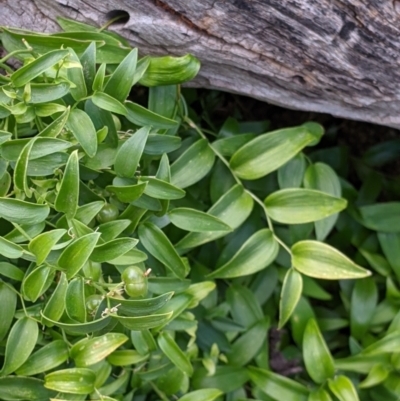 Asparagus asparagoides (Bridal Creeper, Florist's Smilax) at Pyramid Hill, VIC - 23 Oct 2021 by Darcy