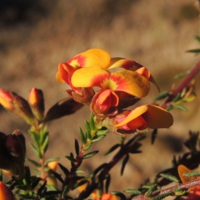 Dillwynia phylicoides (A Parrot-pea) at Theodore, ACT - 22 Sep 2021 by michaelb