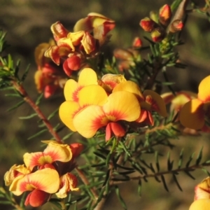 Dillwynia phylicoides at Theodore, ACT - 22 Sep 2021 05:11 PM