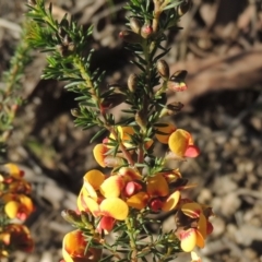 Dillwynia phylicoides at Theodore, ACT - 22 Sep 2021 05:11 PM