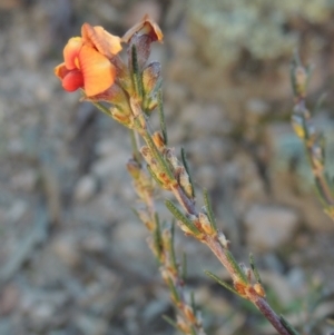 Dillwynia sericea at Theodore, ACT - 22 Sep 2021 05:27 PM