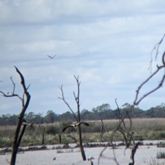 Anseranas semipalmata (Magpie Goose) at Gunbower, VIC - 23 Oct 2021 by Darcy