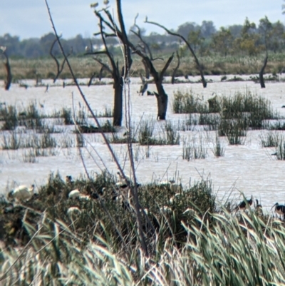 Threskiornis molucca (Australian White Ibis) at Gunbower, VIC - 23 Oct 2021 by Darcy