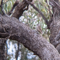 Climacteris picumnus (Brown Treecreeper) at Wandella, VIC - 23 Oct 2021 by Darcy