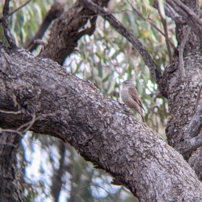 Climacteris picumnus (Brown Treecreeper) at Wandella, VIC - 23 Oct 2021 by Darcy