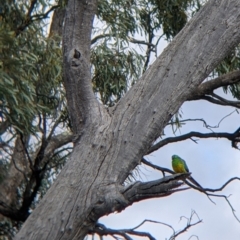 Psephotus haematonotus (Red-rumped Parrot) at Wandella, VIC - 24 Oct 2021 by Darcy