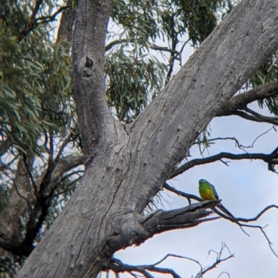 Psephotus haematonotus (Red-rumped Parrot) at Wandella, VIC - 23 Oct 2021 by Darcy